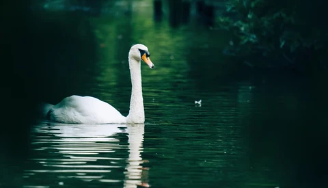 White swan swimming on dark green water with blurred forest background.