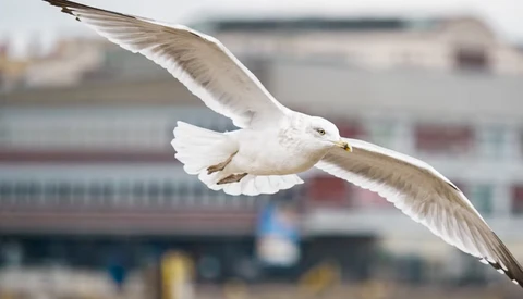 White gull in flight with wings spread wide, urban waterfront buildings blurred in background.