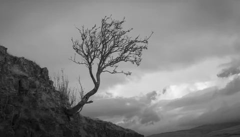 Solitary bare tree growing from rocky cliff against dramatic clouded sky in black and white.