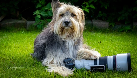 Terrier-type dog posing with a telephoto lens on grass with green foliage behind.