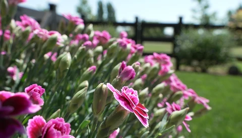 Pink dianthus flowers in sharp focus with blurred green field and black fence behind.