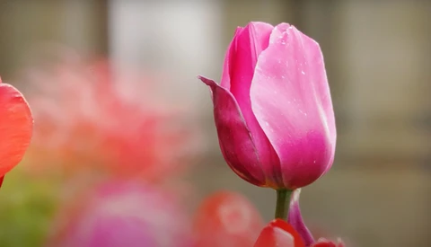 Pink tulip in sharp focus with blurred red and coral flowers behind it.