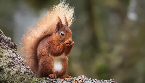 Red squirrel perched on a lichen-covered branch, alert posture with distinctive ear tufts raised.
