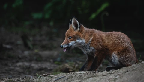 Red fox standing on rocky ground with blurred green foliage behind it.