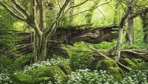 Fallen tree trunks and moss-covered rocks in a lush forest clearing with white flowering plants.