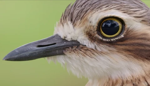 Close-up of a bird's head with white facial markings, dark beak, and striking yellow eye against soft green background.