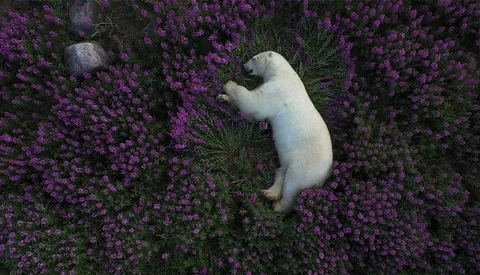 White dog lying in a dense field of purple flowering plants, shot from above.