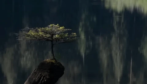 Small tree with bright green foliage growing from a dark rock, backlit against a misty forest backdrop.
