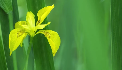 Bright yellow iris flower with detailed petals and veining, surrounded by green sword-like foliage.