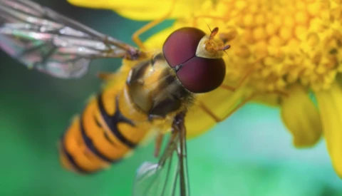 Robber fly with large compound eyes perched on yellow flower stamens.