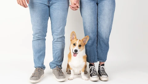 Couple holding hands with a corgi sitting between them against a white background.