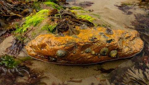 Rust-colored sea creature or marine organism resting on sand with green moss and seaweed around it.