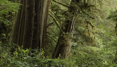 Dense old-growth redwood forest with massive tree trunks and lush green understory vegetation.