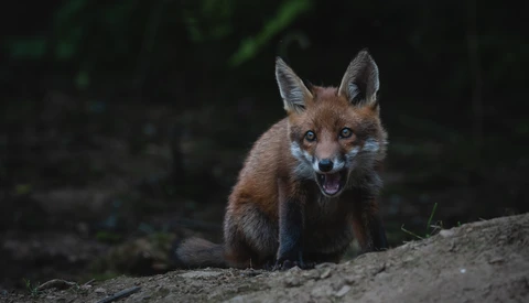 Red fox standing on sandy ground with dark foliage in soft-focus background.