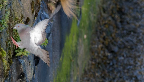 White seabird clinging to a moss-covered rocky cliff face above water.