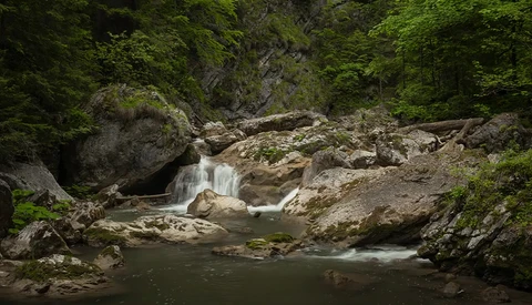 Small waterfall cascades over moss-covered boulders in a forested stream surrounded by dense green vegetation.