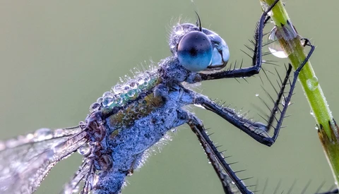 Blue dragonfly perched on a green stem with water droplets covering its body and wings.