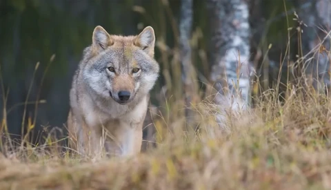 Gray wolf standing in tall grass and brush with evergreen forest in soft focus background.