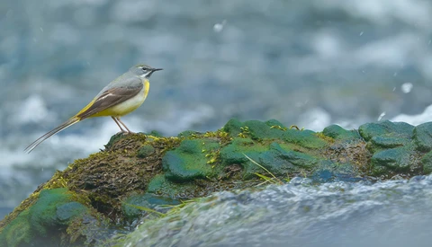 Small bird with gray-brown plumage and yellow underside perched on moss-covered rock beside water.