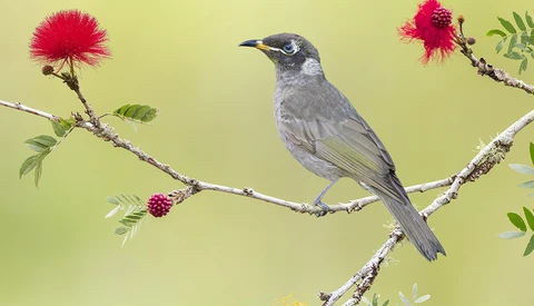 Gray bird perched on branch with red flowers against yellow-green background.