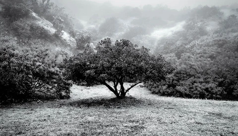 Solitary tree with spreading branches stands in a clearing surrounded by dense, misty forest.