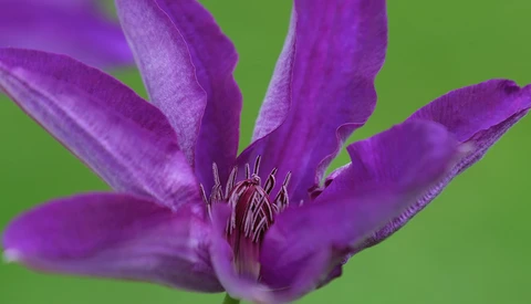 Purple clematis flower with six petals and prominent dark stamens against a bright green background.
