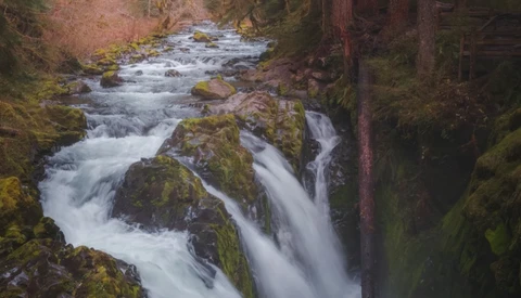Cascading forest stream flowing over moss-covered rocks surrounded by tall evergreen trees.