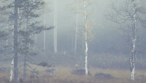Misty forest landscape with bare birch trees and evergreens fading into heavy fog.