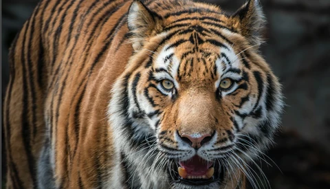Close-up portrait of a tiger with striking blue eyes staring directly at camera.