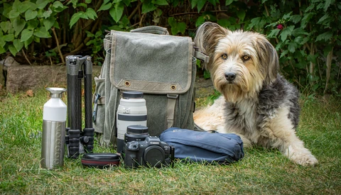 Terrier-mix dog sitting beside photography gear on grass, including camera body, lenses, bag, and water bottle.