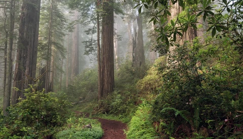 Misty redwood forest with towering ancient trees lining a narrow dirt path through dense green undergrowth.