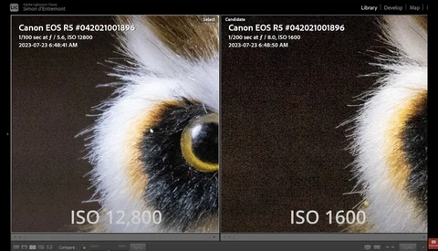 Close-up comparison of a bird's eye at ISO 12,800 and ISO 1600, showing noise reduction differences.