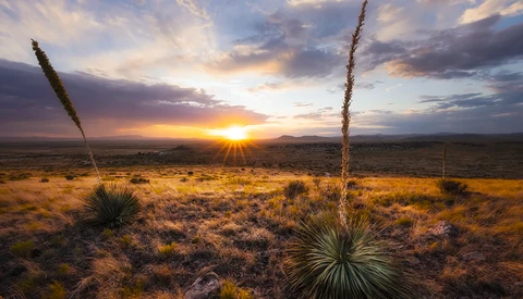 Desert landscape at sunset with two tall yucca plants silhouetted against golden sky and distant mountains.