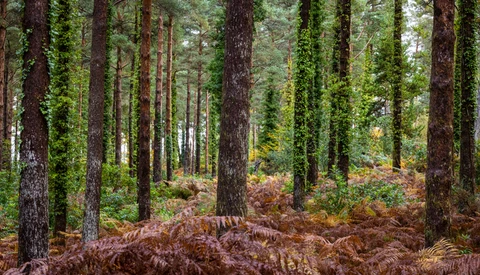 Tall coniferous trees with moss-covered trunks in a forest, brown ferns carpeting the forest floor.