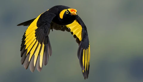 Black bird with bright yellow wing patches and orange facial markings in flight against a soft gray background.