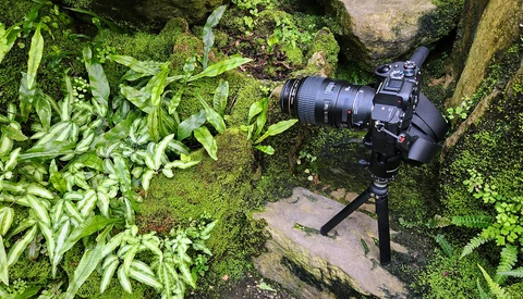DSLR camera with telephoto lens mounted on tripod among moss-covered rocks and green foliage.