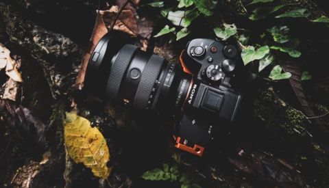 Professional camera with attached lens resting on forest floor surrounded by fallen leaves and green foliage.