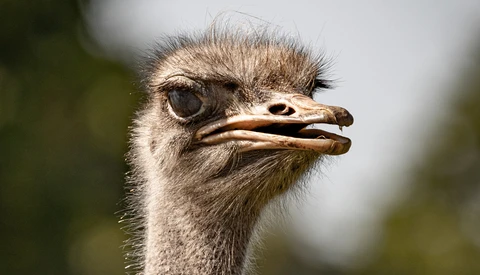 Close-up portrait of an ostrich with ruffled head feathers and a focused gaze.