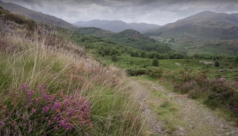 Mountain valley landscape with purple heather and ornamental grasses in foreground, rolling green hills and misty peaks under stormy sky.