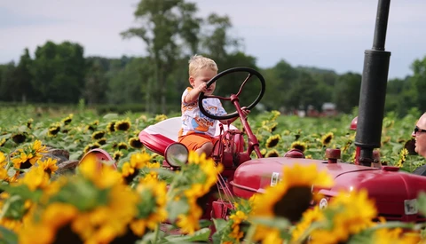 Toddler on red tricycle in sunflower field with trees in background.