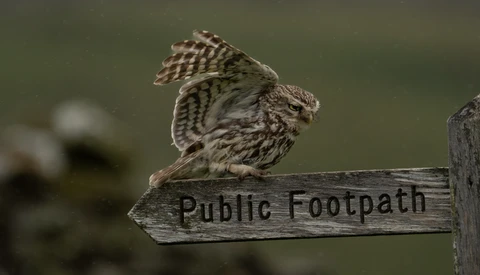 Little owl perched on a wooden public footpath sign, wings slightly raised.