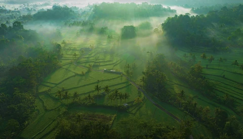 Aerial view of misty rice paddies with scattered palm trees and a small structure in a valley surrounded by forested hills.