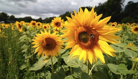 Vibrant sunflowers with rich brown centers fill a field under stormy skies.