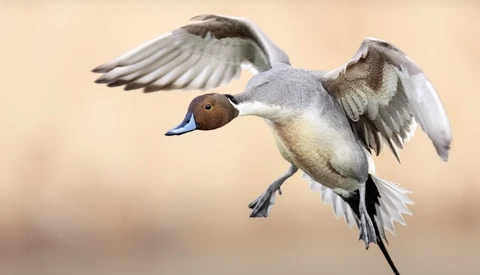 Northern pintail duck in flight with wings spread against a soft, blurred background.