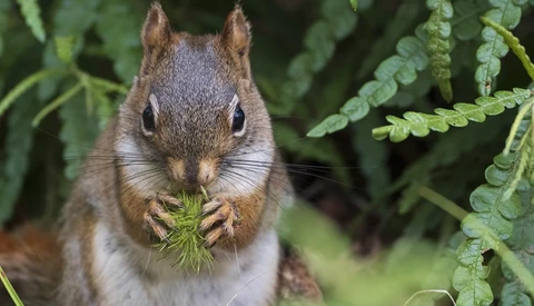 Eastern fox squirrel holding green plant material in its paws, surrounded by fern fronds.