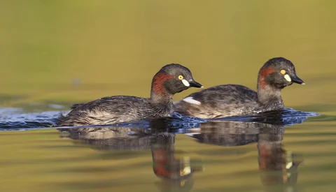 Two grebes swimming side by side in calm water with reflections visible below.