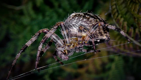 Macro photograph of a spider perched on a thin branch with detailed texturing visible on its body.