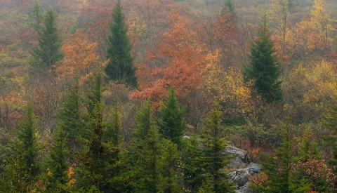 Misty autumn forest with evergreen conifers rising above deciduous trees in golden and rust tones.