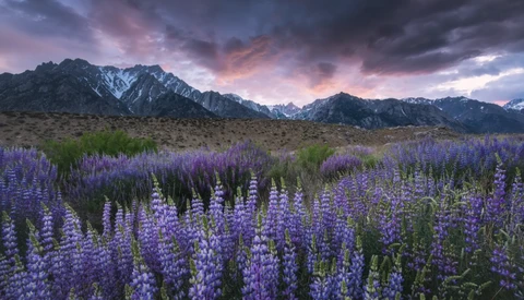 Purple lupine flowers blanket a desert valley beneath dramatic storm clouds and snow-capped mountains.