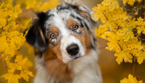 Tricolor dog with distinctive markings surrounded by bright yellow flowering branches, looking directly at camera.